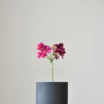 zel-ribeiro-lr5SN8qn3KI-unsplash (1) vsse designer