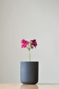 zel-ribeiro-lr5SN8qn3KI-unsplash (1) vsse designer